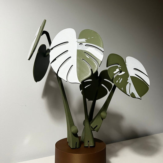 Monstera Albo Coaster Plant